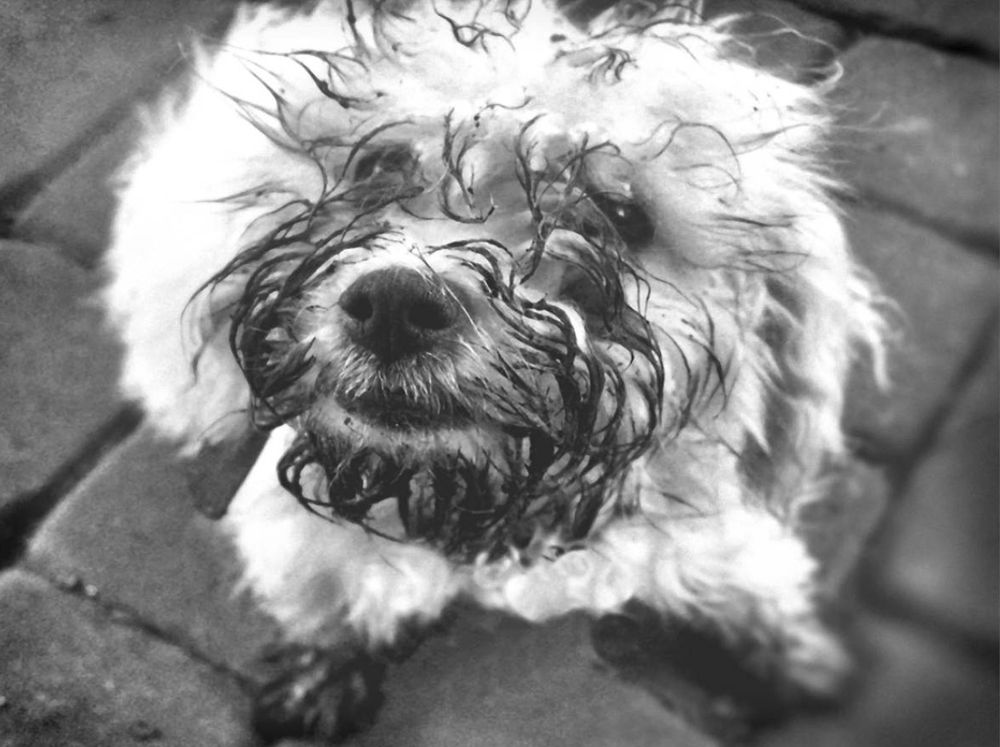 Muddy Petunia, the Bichon Frise, says, "Kiss Me!"