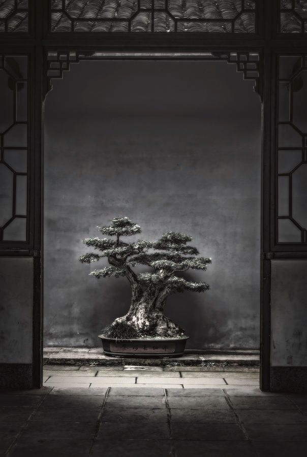 "Midnight in Kyoto" by Susan Maxwell Schmidt 

A full color photograph I have altered to capture the noir mood of midnight in Kyoto on a night long passed. Desaturating the photograph to black and white, I retained just the barest whisper of faded selective color in the ancient bonsai tree to suggest its strength and endurance through the ages, and significantly adjusted the lighting to give it emphasis and add moody drama to my scene. In the end I managed to make myself want to transcend time and space and find myself standing in this place, and that gives me an inordinate amount of satisfaction. While I'm trying to figure out how to do exactly that, more info may be had at susanmaxwellschmidt.com, if you're so inclined. 