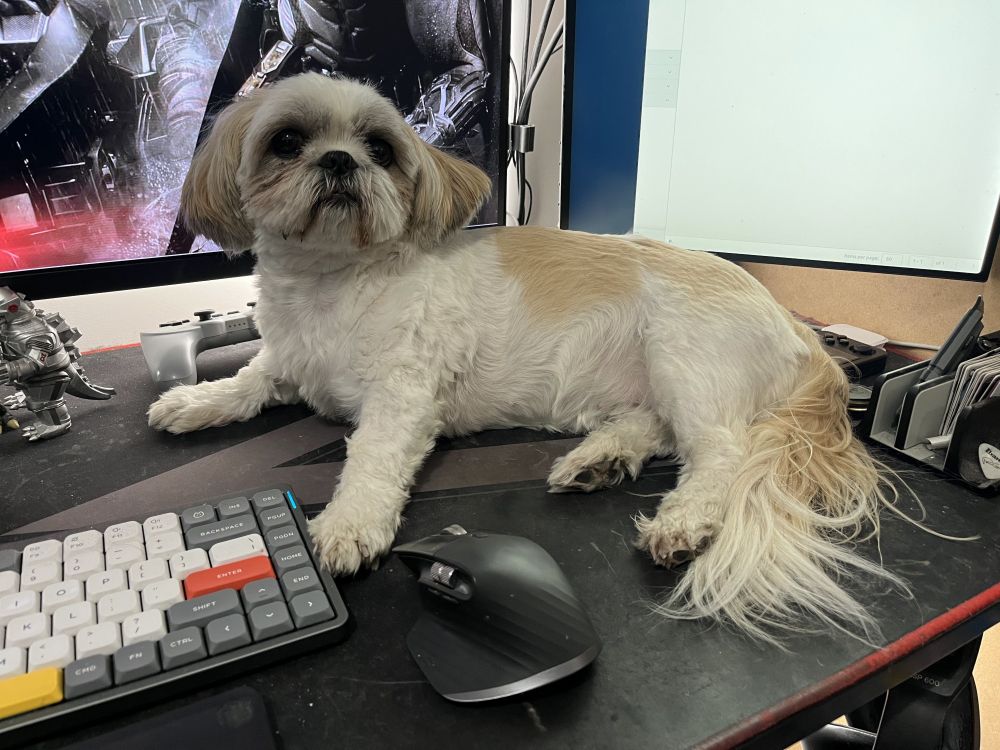 a small short-haired Shih Tzu is laying down on a desk between the screens and the mouse and keyboard, she's looking up the person taking the picture