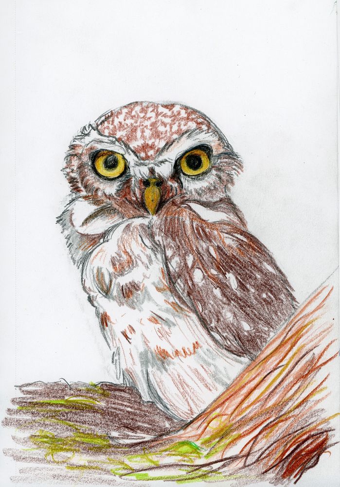 A colored pencil drawing of a Spotted Owlet