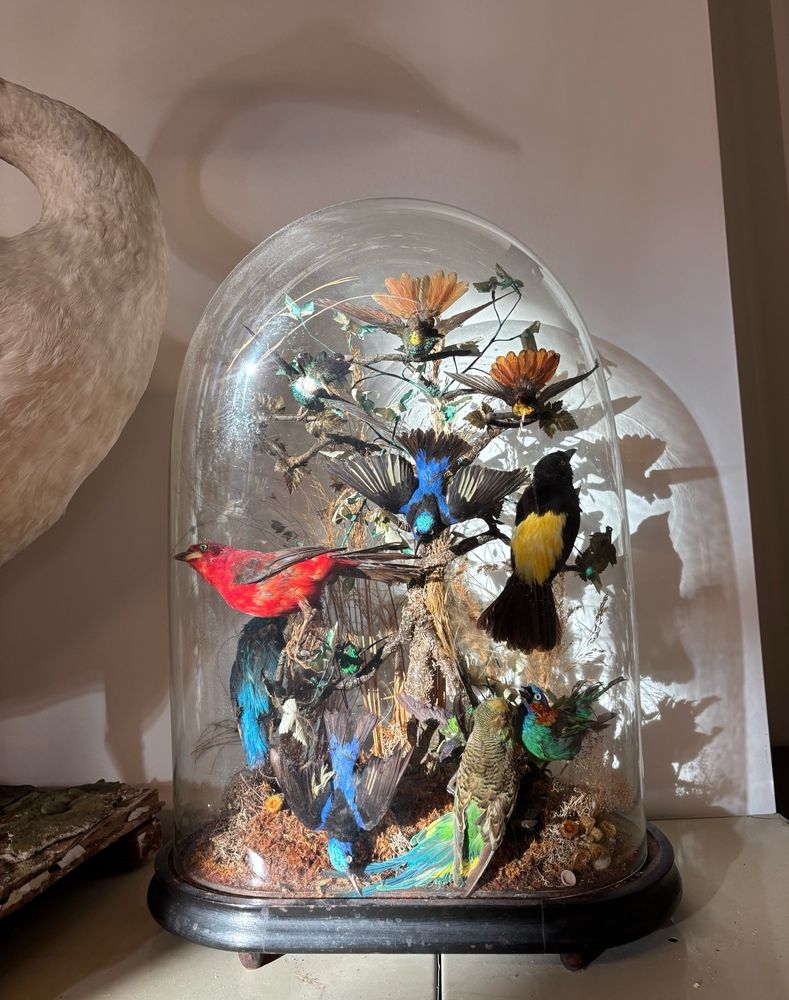 An antique dome display of several small vibrantly colored birds, illuminated by the sun and projecting a shadow onto the wall behind it.