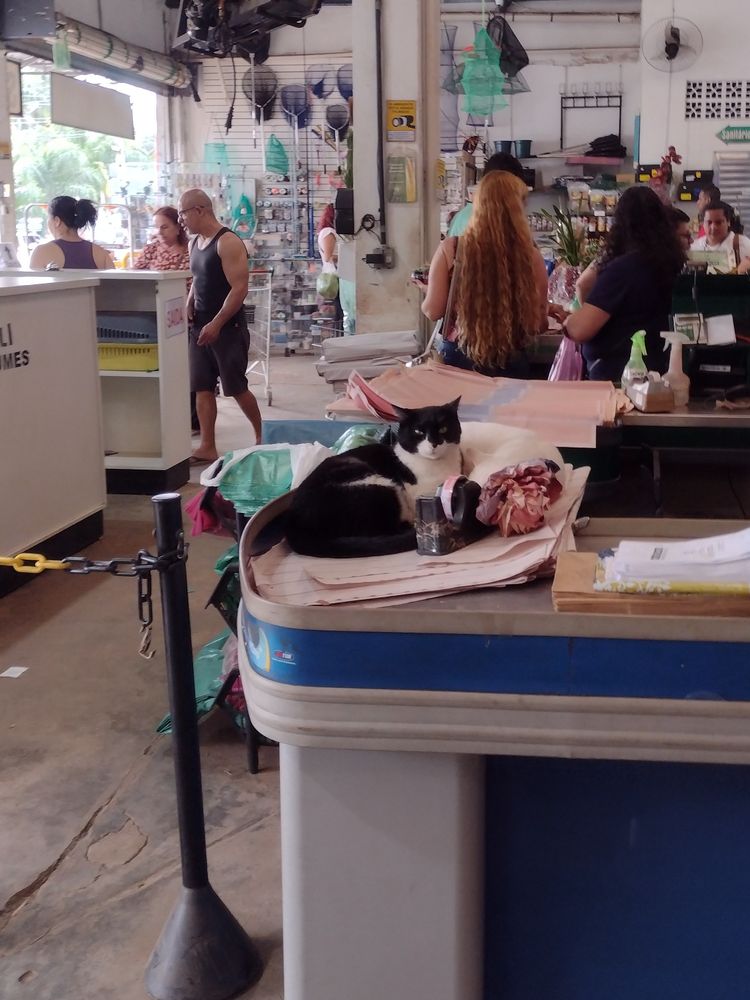 Um gato deitado em um caixa de uma loja