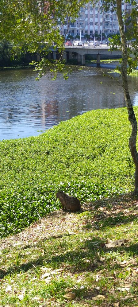 Capivara parada às margens de um rio. Há algas flutuantes no rio e é possível ver uma ponte e prédios ao fundo da imagem. 