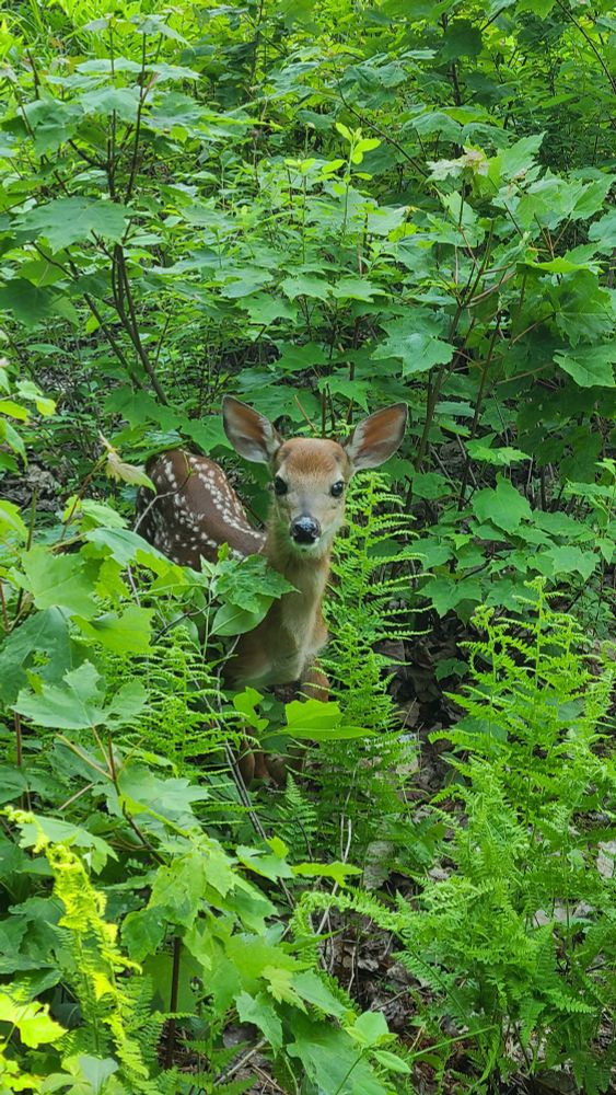 A young wide-eyed deer peeks out from behind a green fern