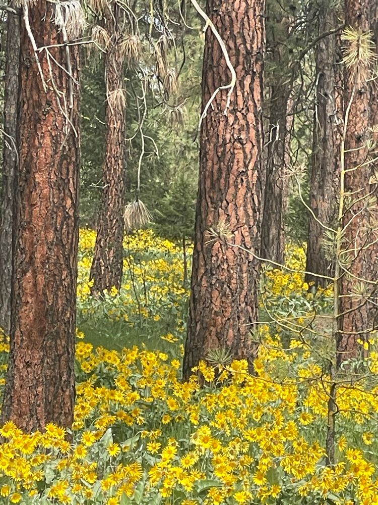 Arrowleaf balsam root blooming under a grove of pine trees. The bright flowers are wide and open like big golden daisies or small sunflowers. There are several lime trees with rough reddish brown bark, growing up through the masses of yellow flowers that fill the image and encircle the base of the trees.