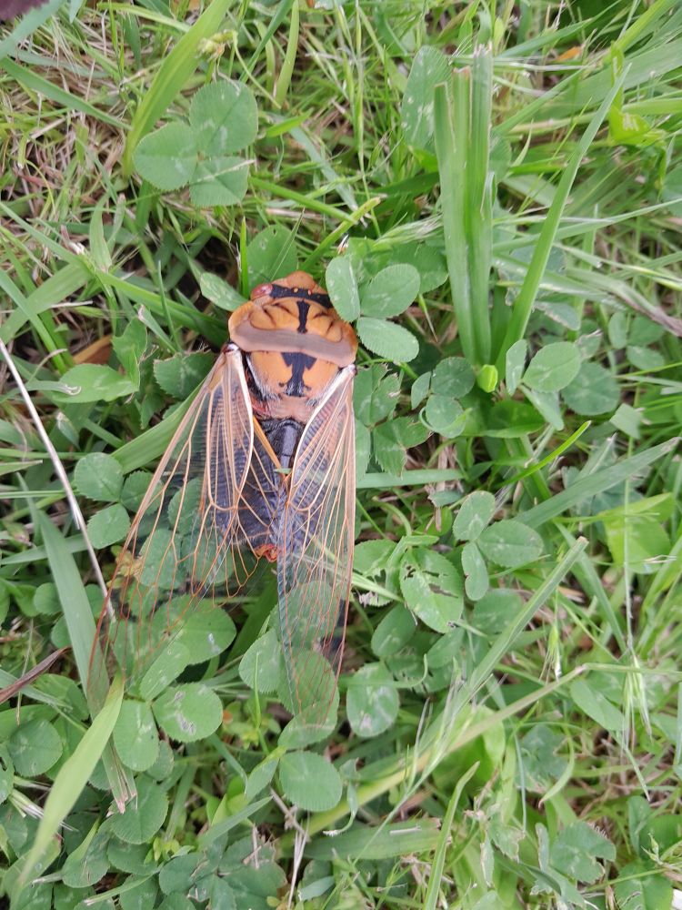 A large orange cicada with black markings rests on the ground among grass and clover leaves 