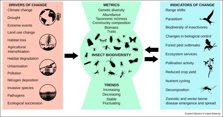 Figure 2. Measuring changes in insect biodiversity (centre column 'Metrics' and 'Trends') can be achieved by focusing on drivers that directly or indirectly impact insect biodiversity metrics and trends (left column 'Drivers of Change'). Where data on insect populations specifically are unavailable, data from other species and ecological processes can provide inferential support for changes in insect biodiversity (right column 'Indicators of Change').