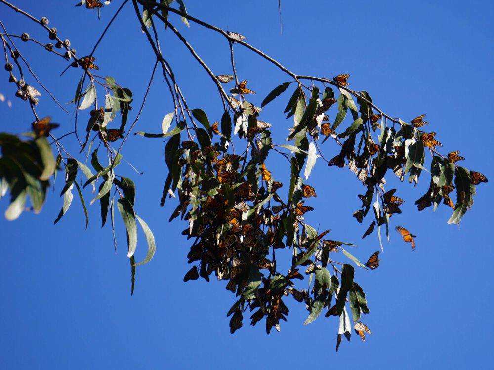 Modelling decisions and density dependence in monarch butterflies: A comment on Meehan and Crossley (2023)