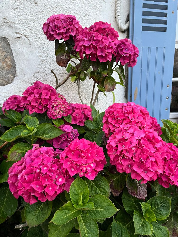Magnifiques hortensias roses violet devant un mur blanc et un volet bleu délavé