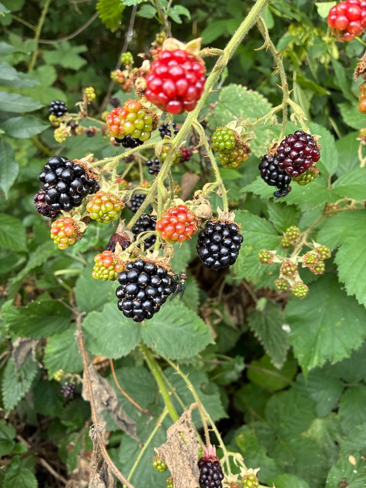 Ripe and unripe blackberries on the briar.