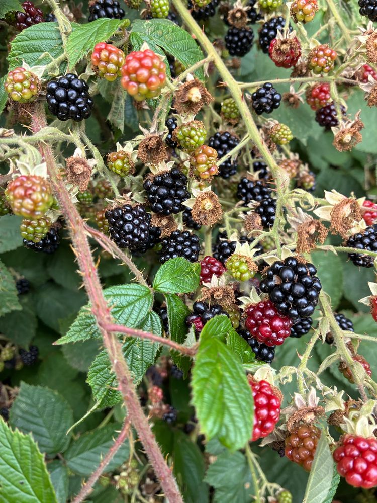 Ripe and unripe blackberries on the briar.