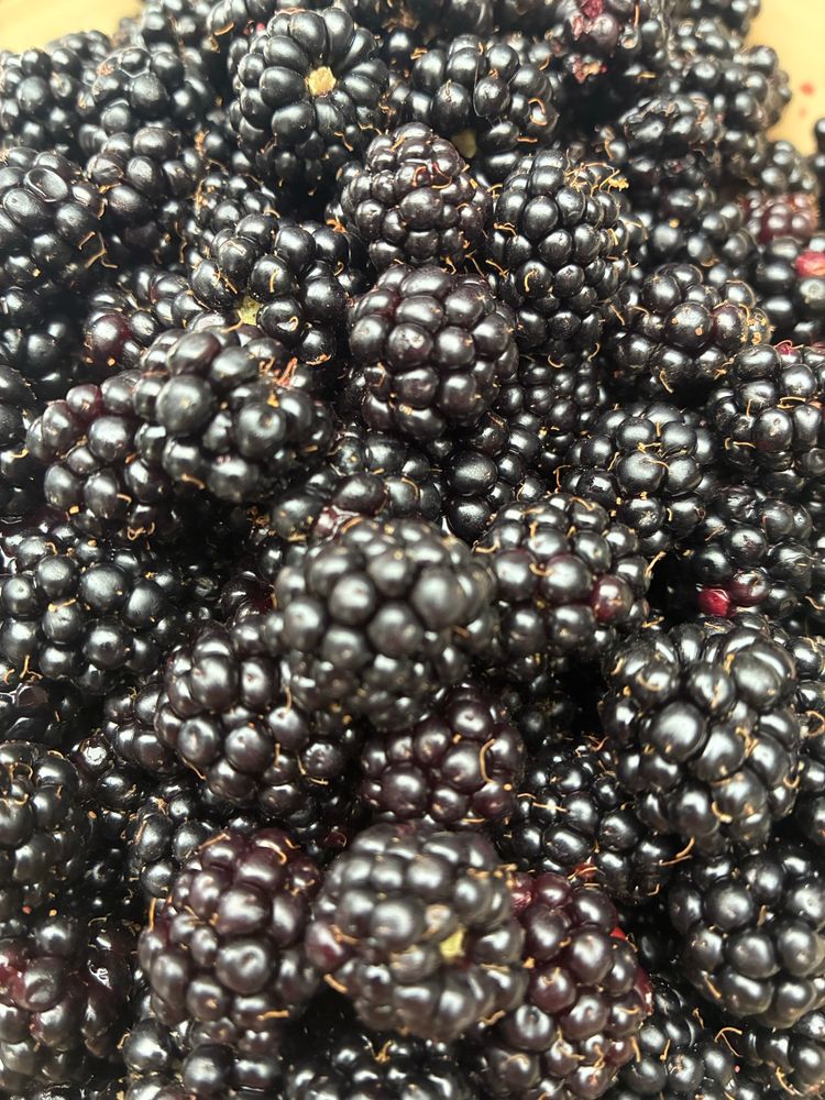 Picked and washed blackberries in a bowl.