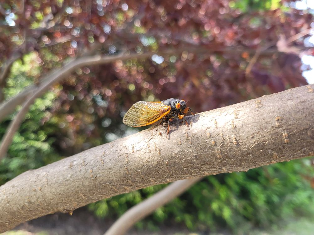 A cicada on a branch 