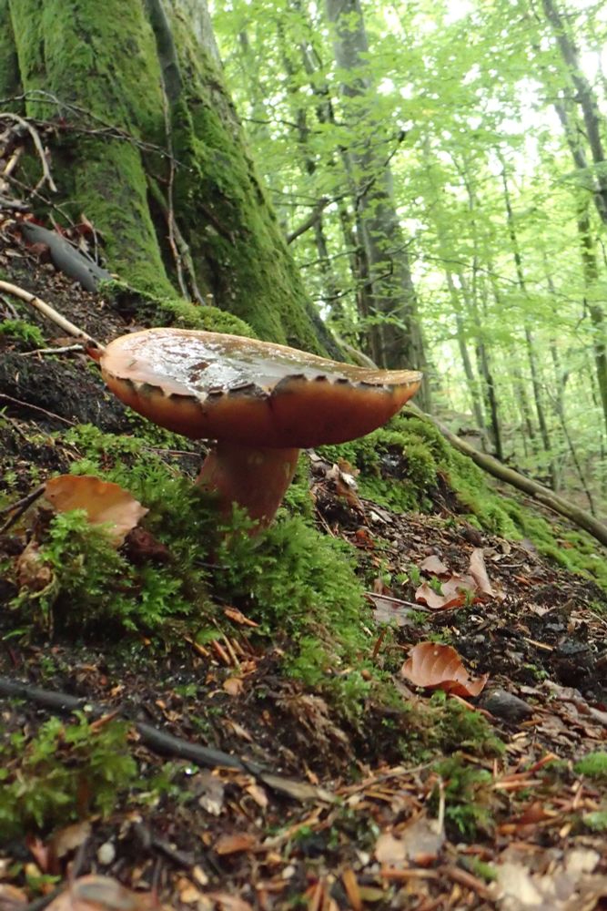 A large bolete with red pores and a red stipe on a steep slope in beech forest
