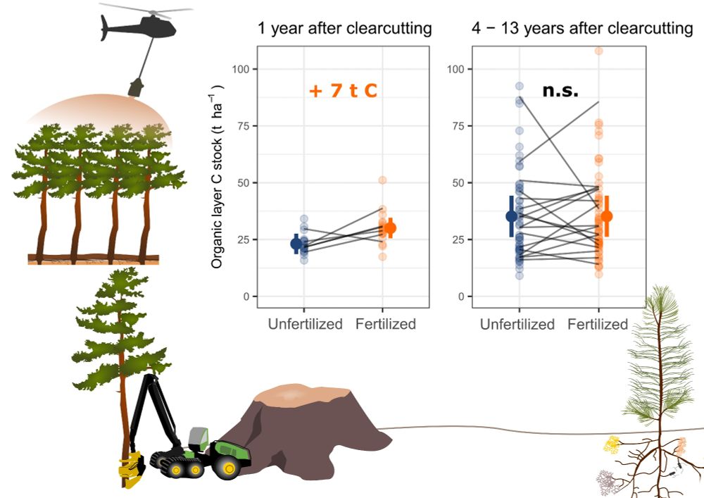 Graphical abstract of a scientific paper showing drawings of a helicopter fertilizing a forest, a harvester cutting down a tree and a tree stump next to a pine sapling with ectomycorrhizal fungi on its roots. In a 2 panel figure data on the organic layer carbon stock in fertilized and unfertilized forests is shown. In the left panel right after clearcutting, where there is a larger carbon stock in the previously fertilized clearcuts. In the right panel 4-13 years after clearcutting, when there is no longer a significant difference in soil organic layer carbon stocks.