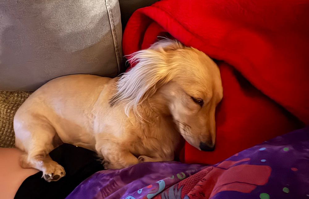 Abbie, a blond long haired dachshund, being a snuggle bug 