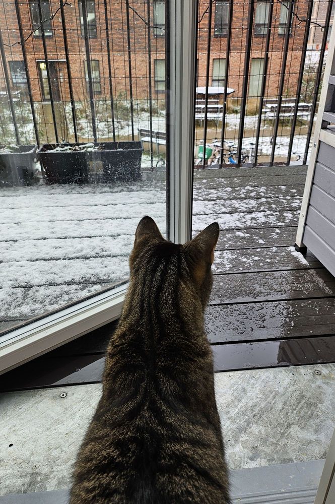Cat sitting in the door of a balcony looking out on a snowy plaza. Its snowing lightly, the can seems uncirtain.