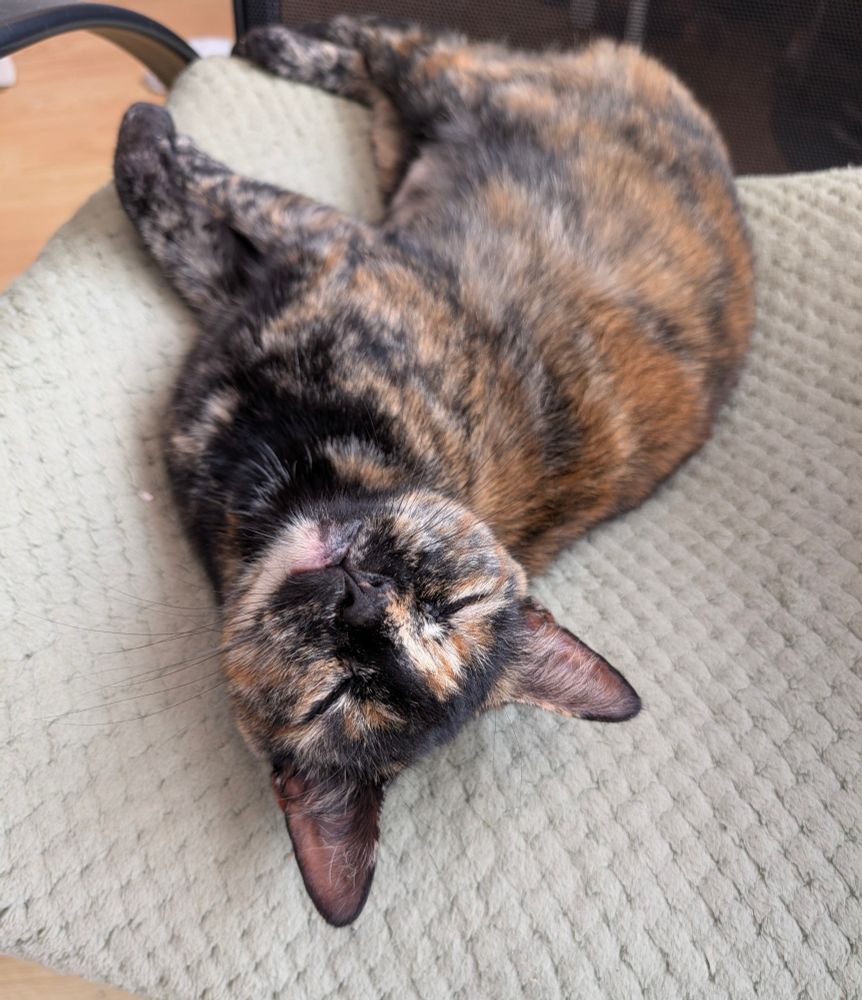 my tortoiseshell cat sleeping on a green pillow and facing up with a smile 
