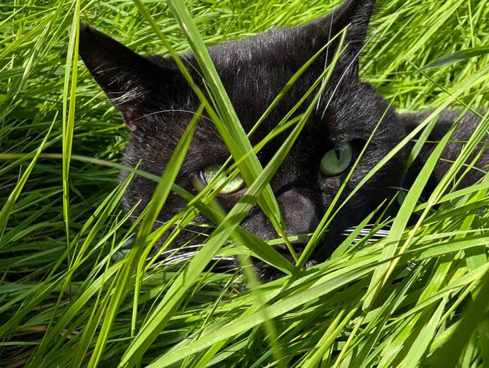 a picture of my black cat, lying in tall grass 
