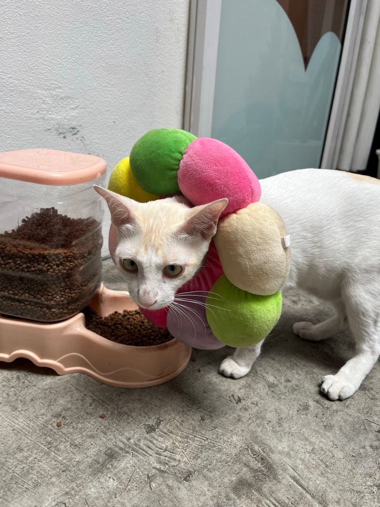 Cross eyed Cat with a toy around its head looking for food. 