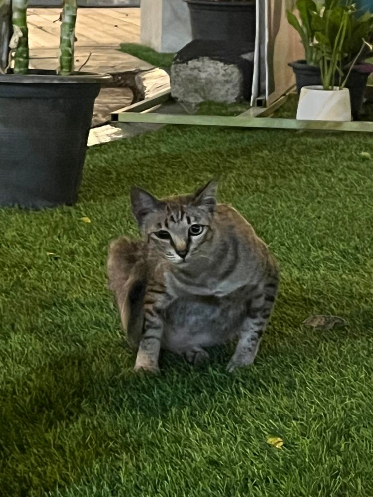 Gray cat having a scratch on the grass. 