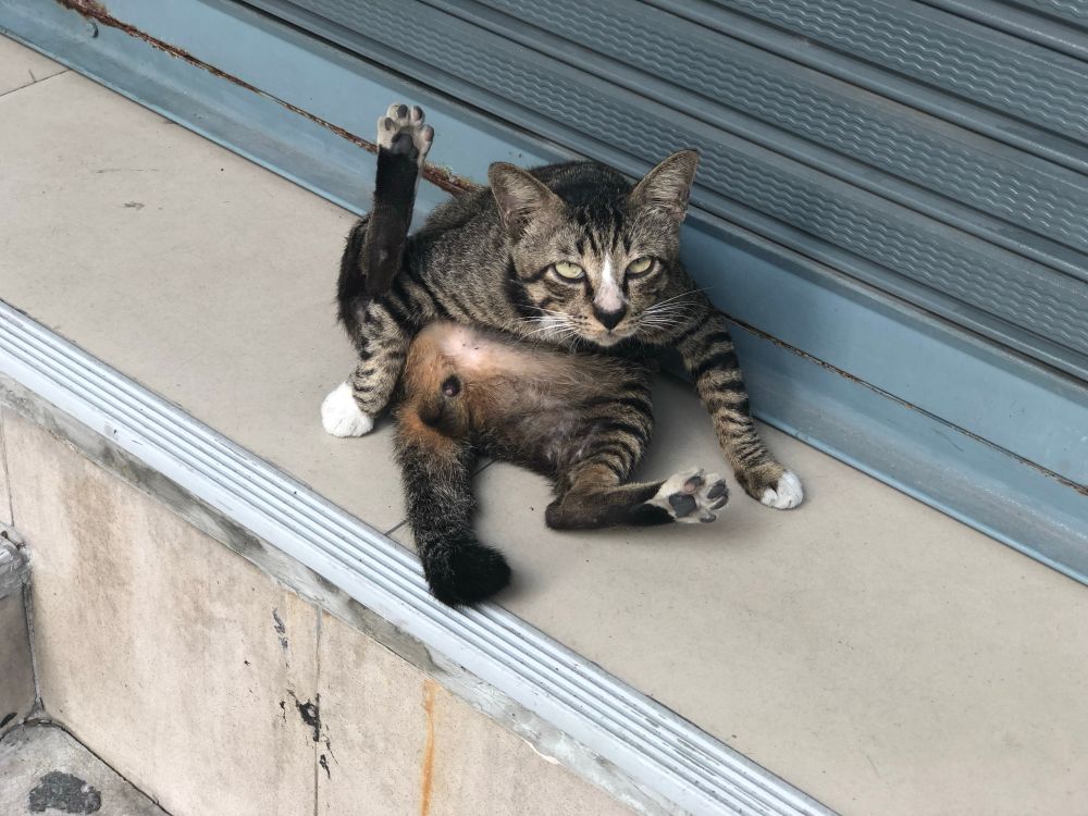 Street cat stretching in Bangkok. 