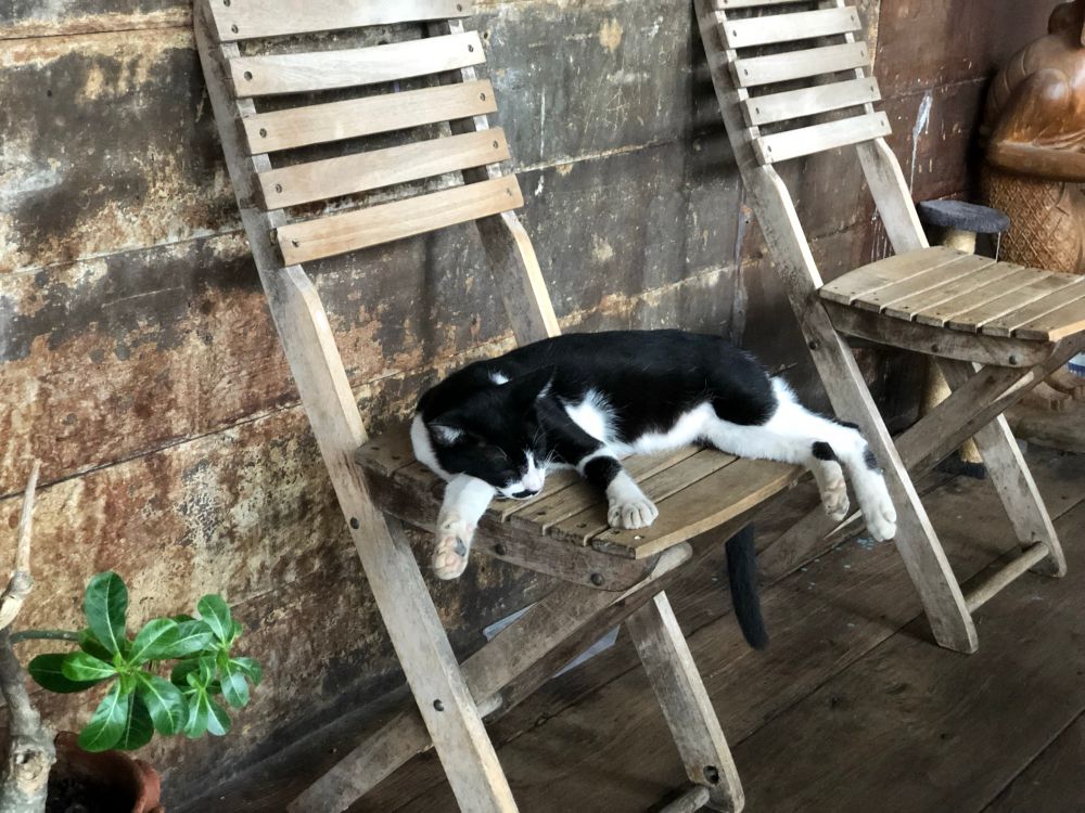 Black and white cat sleeping on a chair. 