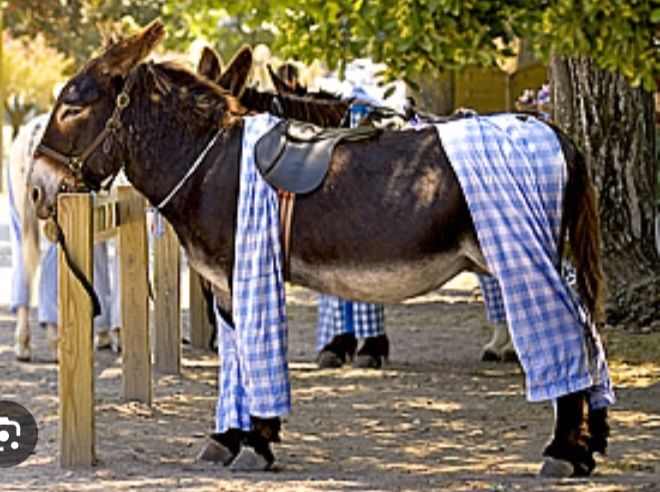 Âne dit en "culotte" de l'île de Ré. Afin d'éviter les piqûres d'insectes, les propriétaires de cet animal si intelligent, leur mettent une sorte de pantalons à carreaux vichy qui protègent les pattes. 