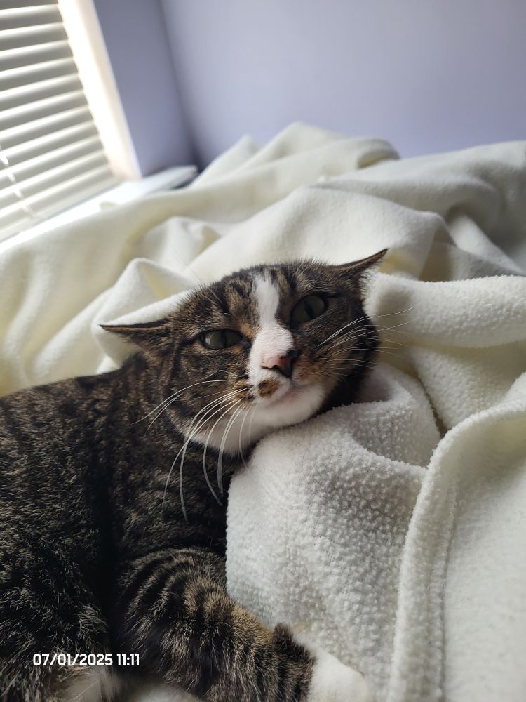 Face-centered close-up shot of a small dark brown and white tabby cat relaxing on top of a bed with her ears tucked back and eyes squinted.