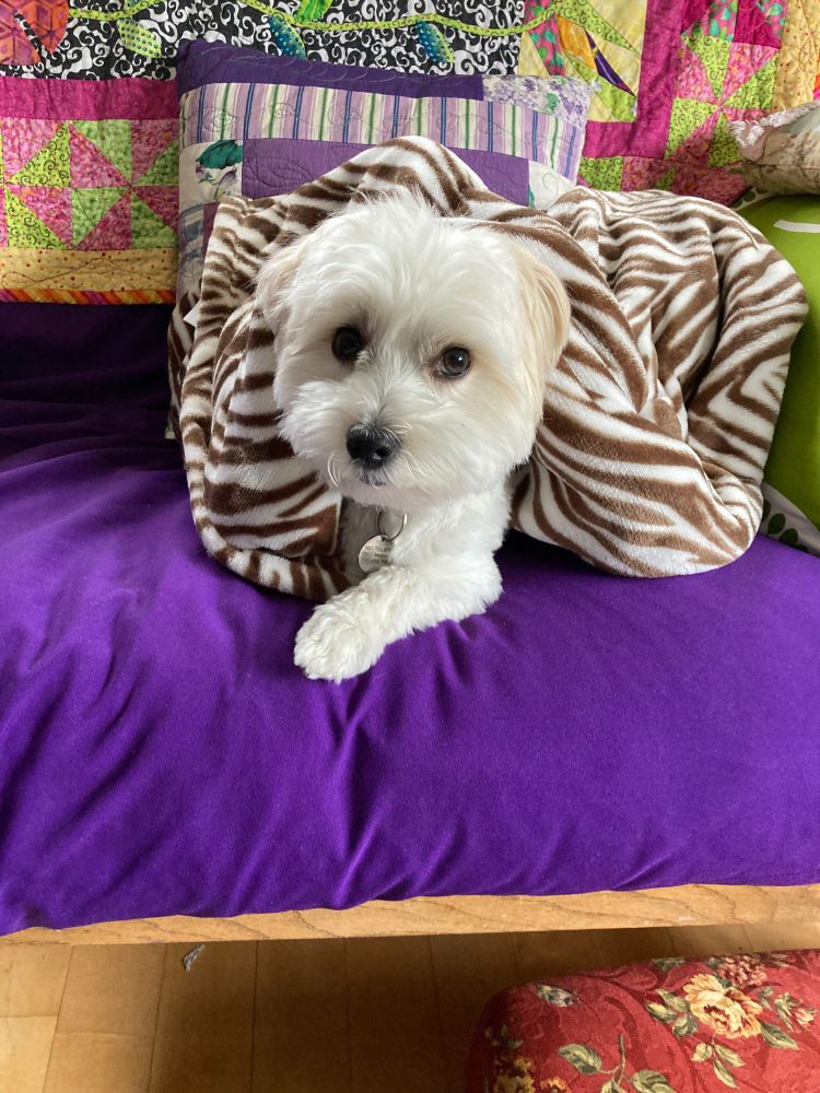 A very cute white dog on a purple cushion