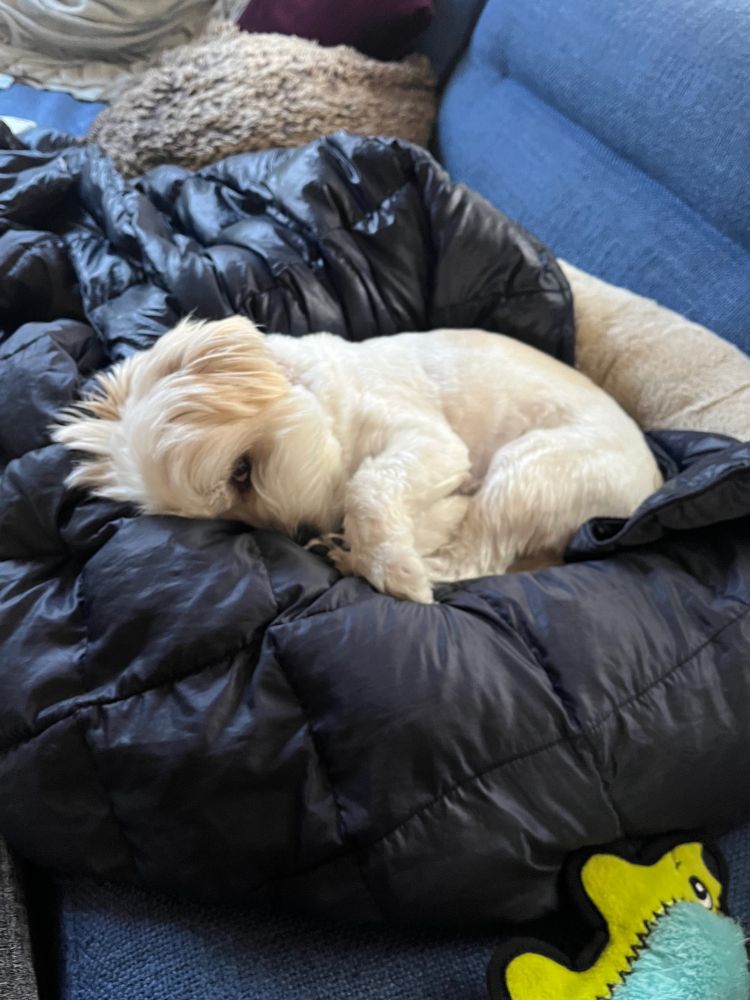 A cozy white dog curled up in a blanket on a blue sofa
