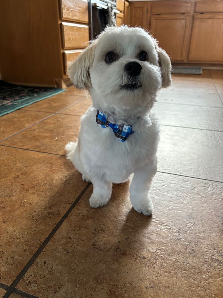 A small, recently groomed white dog in a blue bowtie 
