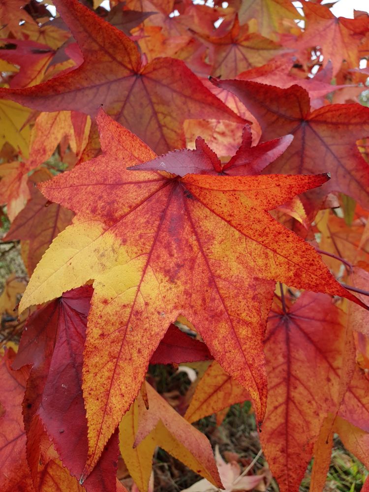 Foglie palmate di Liquidambar styraciflua in sfumature varie dal giallo al rosso scuro
