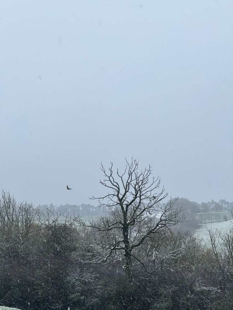 3 birds circle a snow covered tree in front of a grey cloudy sky. 