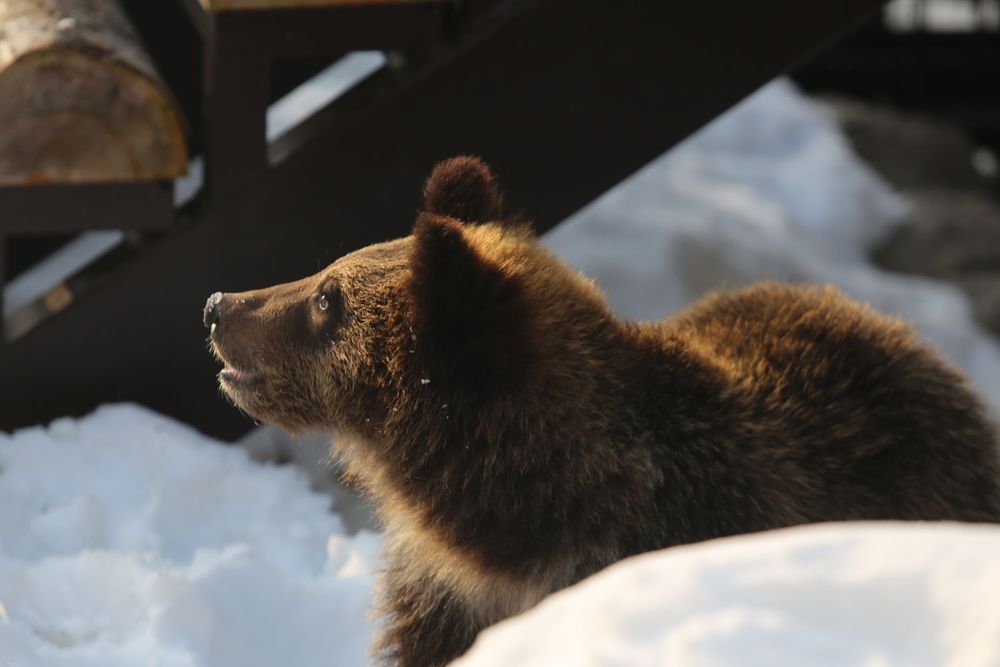エゾヒグマ
旭山動物園 えぞひぐま館