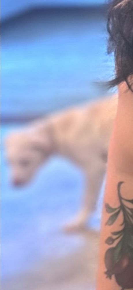 A very blurry screenshot of a white dog from Jess’ photo