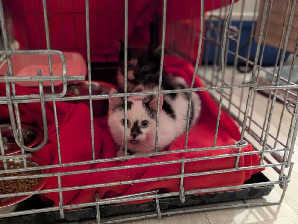 Le même chat blanc, pris de plus loin. Derrière on voit sa sœur, plus foncée. 