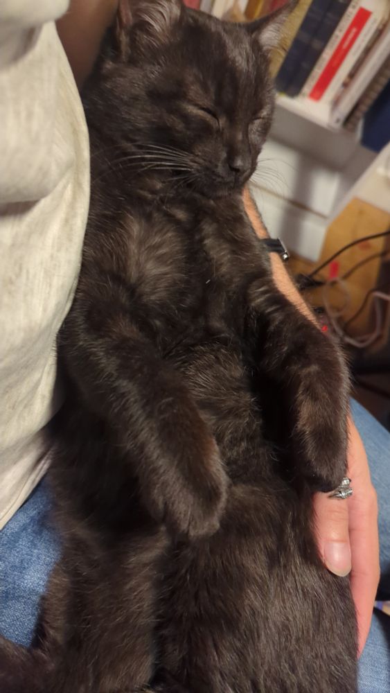 Un petit chat noir-gris (smoke) dort sur le dos, calé dans mon bras gauche. 