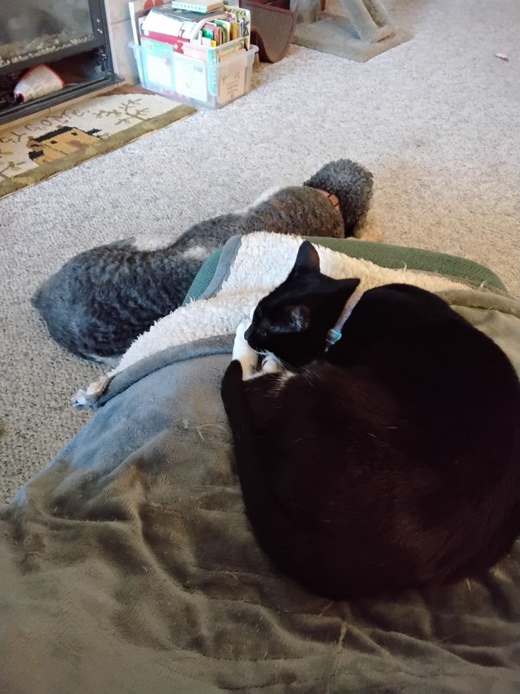 Sleeping cat and dog