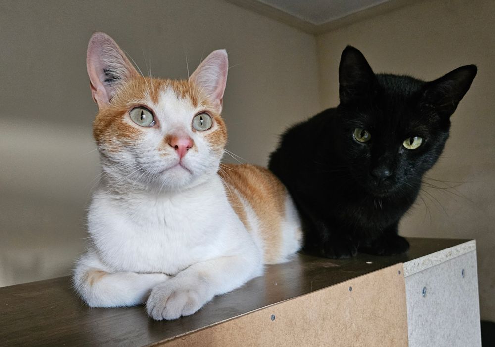 A black cat and a ginger-and-white cat sitting side by side on top of a computer desk hutch; the ginger-and-white cat is looking slightly ahead, while the black cat is looking slightly down.