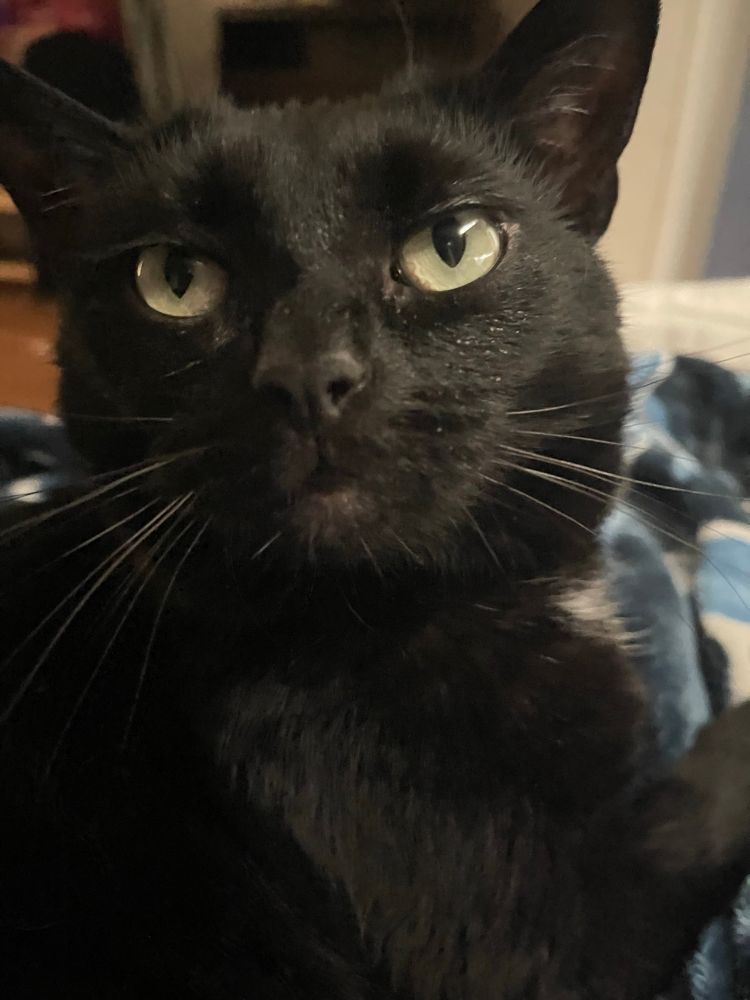 close up of a black cat. 