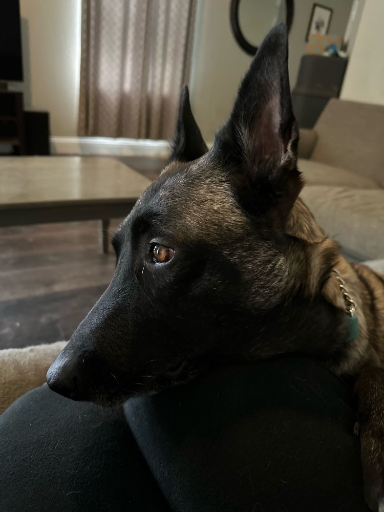A close-up of Bella, our Belgian Malinois, watching, but tired. 