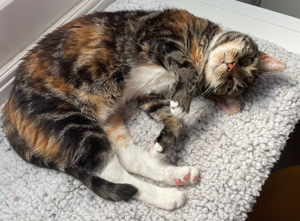 A small tabby cat is curled on a woolly blanket, looking very comfy