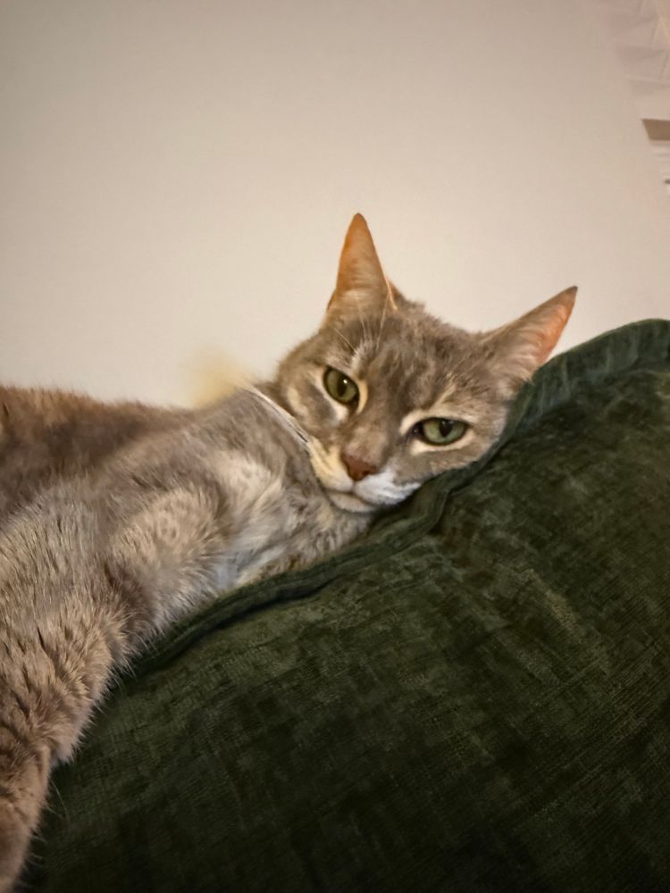 Picture of a grey cat laying on the back of a couch with her arm outstretched to seem like she was holding the phone to take the photo 