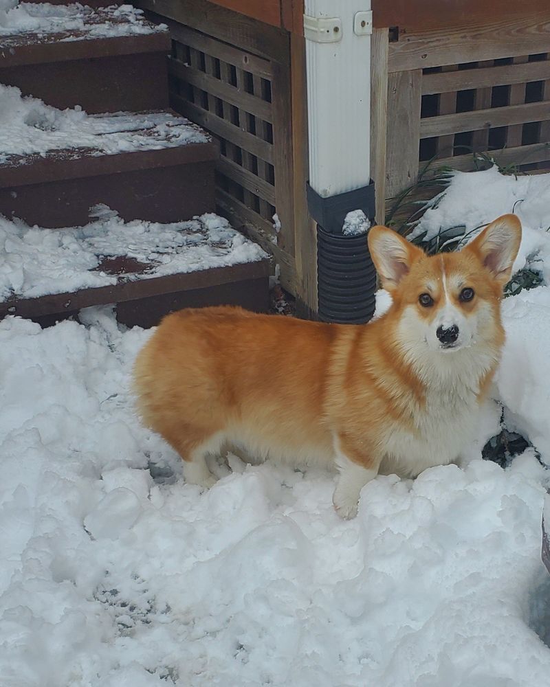 A red foxy Pembroke Welsh Corgi is up to her belly in fresh snow. She's got snow on her nose and us never coming inside again 