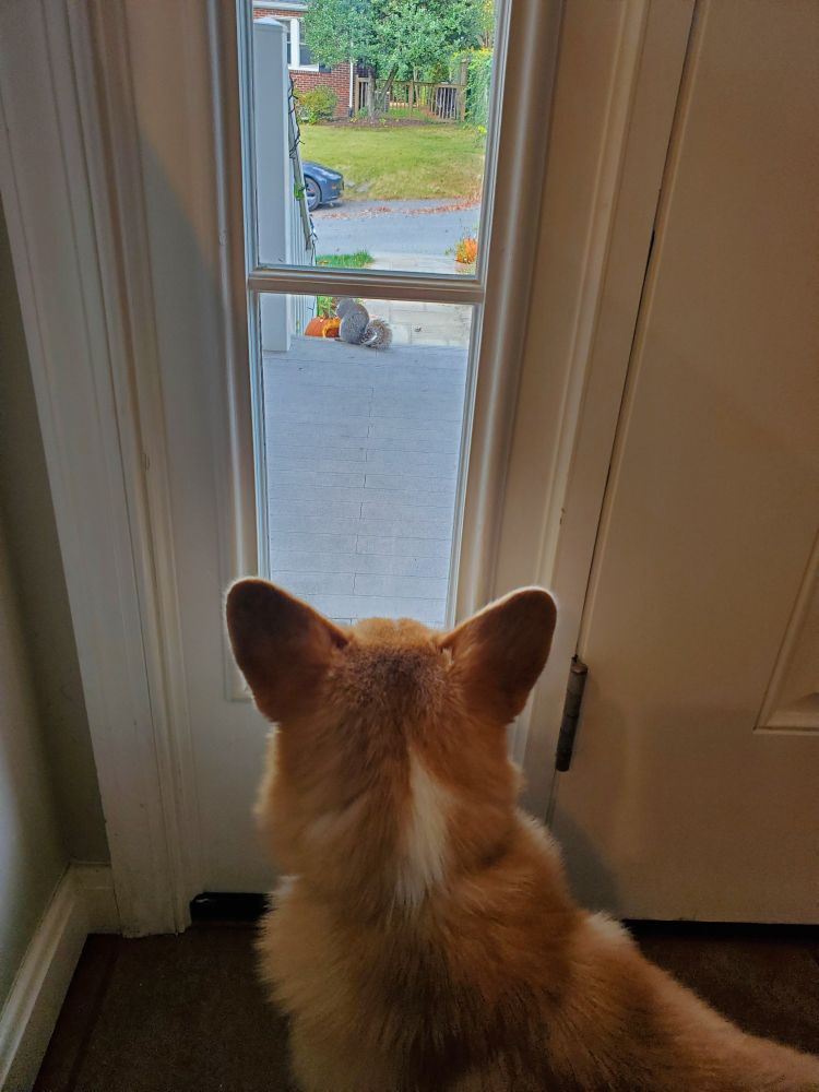 We see the back of a fox red and white  Pembroke Welsh Corgi staring out a window at a gray squirrel who is eating remnants of a Halloween pumpkin.  The Corgi is very angry.