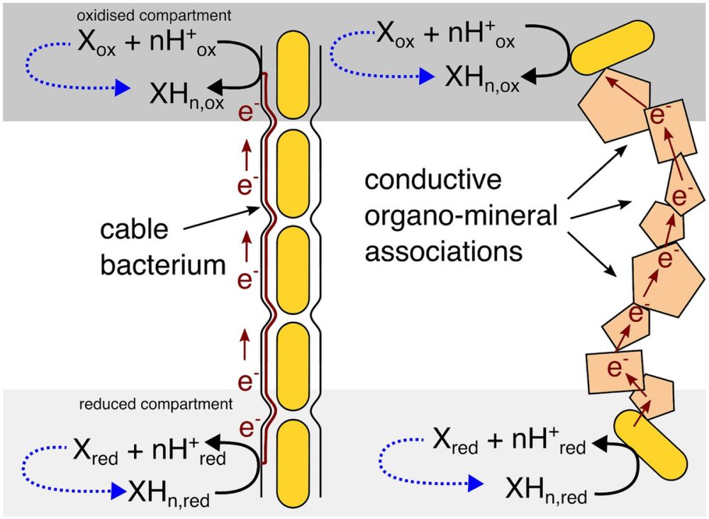 Frontiers | Electromicrobiological concentration cells are an overlooked potential energy conservation mechanism for subsurface microorganisms