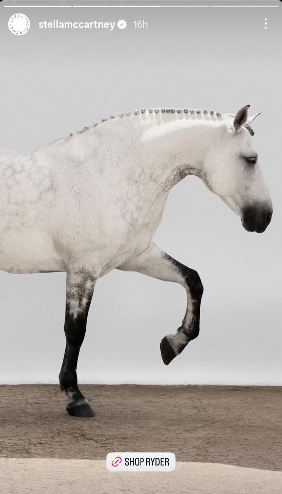 Side view of the front of a white horse with black legs