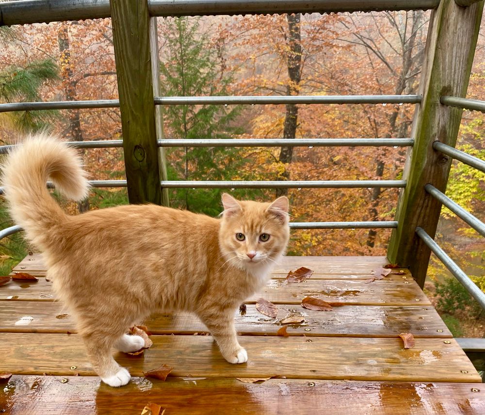 An orange and white cat walks gingerly on a wet deck, their tail puffed up and curled like a question mark. The wet autumnal woods can be seen in the background.