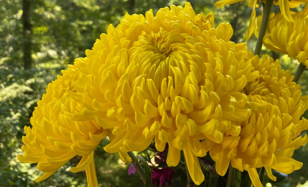 Yellow spider mums from the market with the woodland in the background.